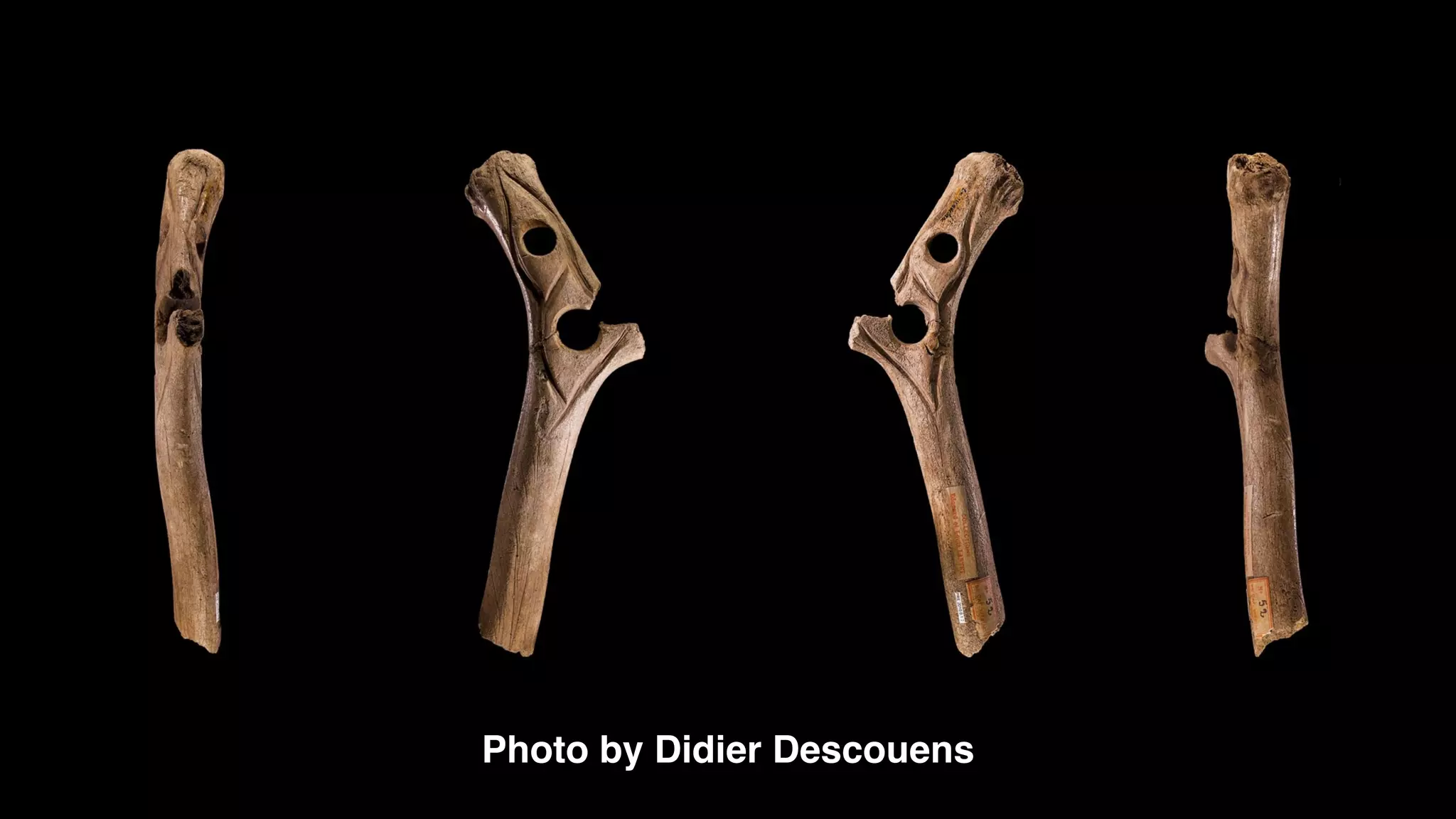 @_natw 
Photo by Didier Descouens 
 