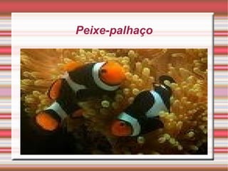 A sua instalação encontra-se junto do templo dos primatas e rinocerontes. 