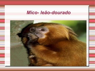 No Pantanal,90% dos ninhos das araras-azuis são feitas no manduvi,árvore do Pantanal. 