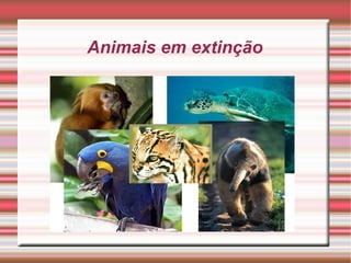 Animais em extinção 