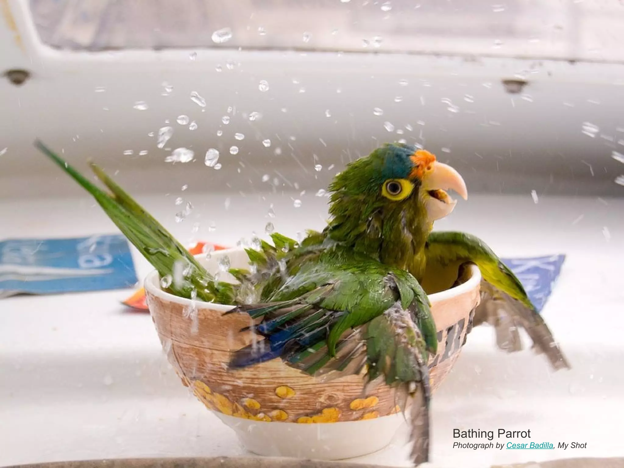 Bathing Parrot Photograph by  Cesar Badilla , My Shot 