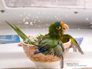 Bathing Parrot Photograph by  Cesar Badilla , My Shot 