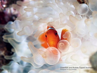 Clownfish and Bubble-Tipped Anemone Photograph by David Doubilet 