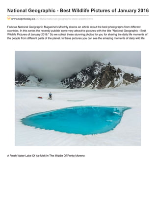 National Geographic - Best Wildlife Pictures of January 2016
www.topntoday.co/2016/02/national-geographic-best-wildlife.html
Famous National Geographic Magazine's Monthly shares an article about the best photographs from different
countries. In this series the recently publish some very attractive pictures with the title "National Geographic - Best
Wildlife Pictures of January 2016." So we collect these stunning photos for you for sharing the daily life moments of
the people from different parts of the planet. In these pictures you can see the amazing moments of daily wild life.
A Fresh Water Lake Of Ice Melt In The Middle Of Perito Moreno
 