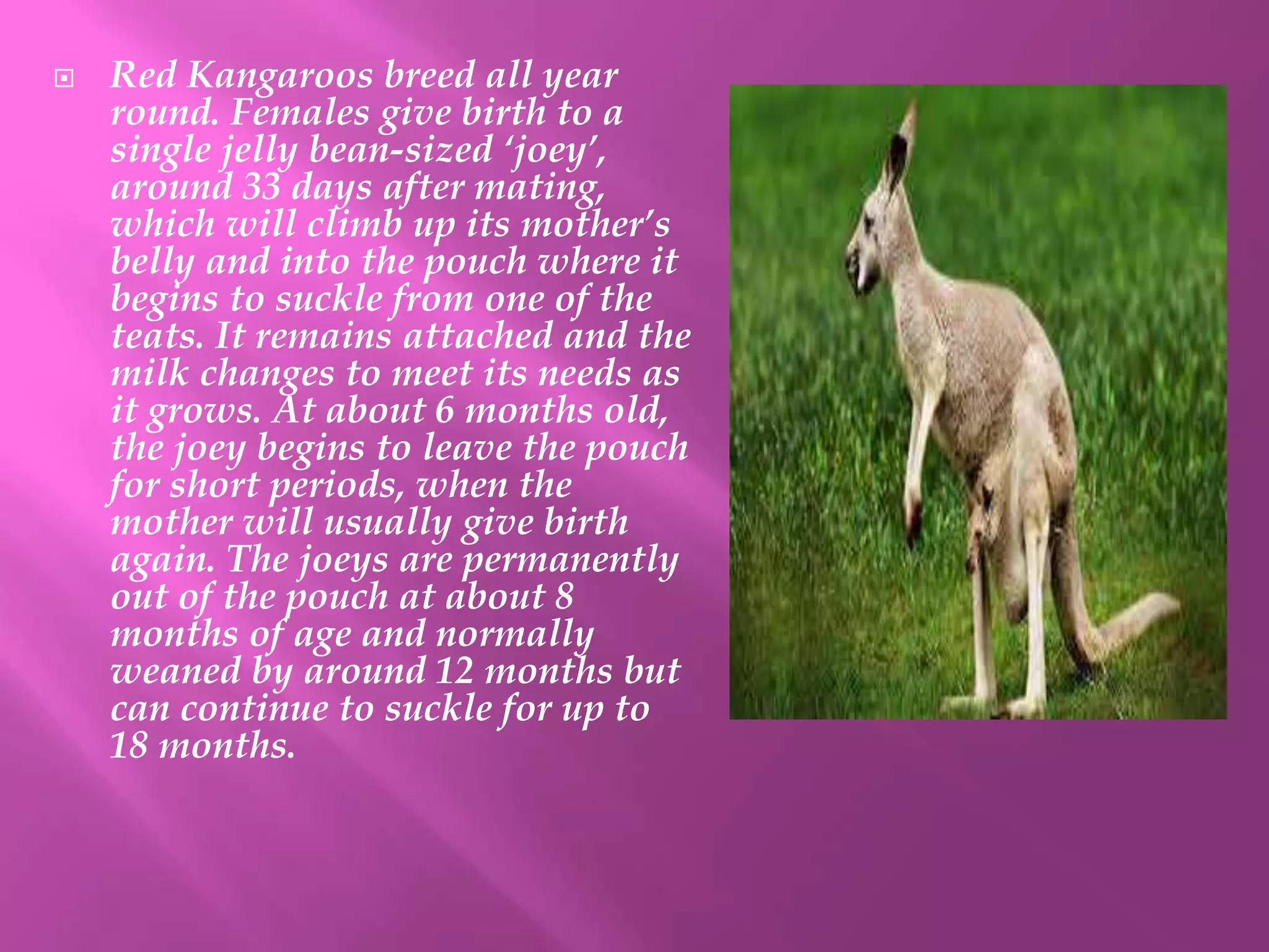 National animal of australia pptx
