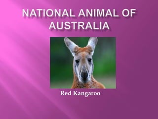 Red Kangaroo
 