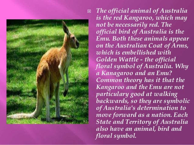 animal australia