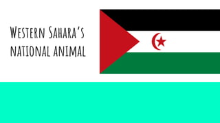 Western Sahara’s
national animal
 