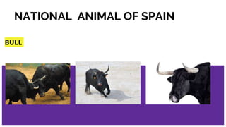 NATIONAL ANIMAL OF SPAIN
BULL
 