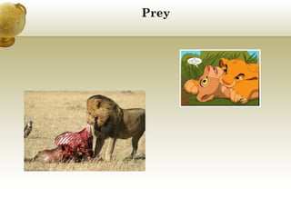 Prey

 