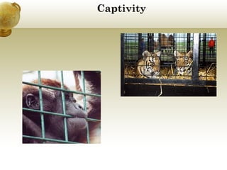 Captivity

 
