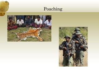 Poaching

 