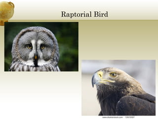 Raptorial Bird

 
