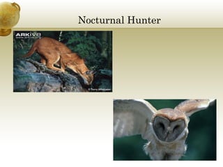 Nocturnal Hunter

 