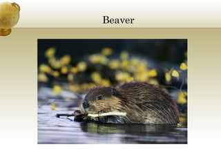 Beaver

 