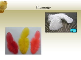 Plumage

 
