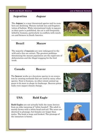 North and South America

Argentina

List of National Animals

Jaguar

The Jaguar is a near threatened species and its numbers are declining. Threats include loss and fragmentation of habitat. While international trade in jaguars
or their parts is prohibited, the cat is still frequently
killed by humans, particularly in conflicts with ranchers and farmers in South America.

Brazil

Macaw

The majority of macaws are now endangered in the
wild and a few are extinct. The greatest problems
threatening the macaw population are the rapid rate of
deforestation and the illegal trapping for the bird
trade.

Canada

Beaver

The beaver works as a keystone species in an ecosystem by creating wetlands that are used by many other
species. Next to humans, no other extant animal appears to do more to shape its landscape. Beavers potentially even impact climate change.

USA

Bald Eagle

Bald Eagles are not actually bald; the name derives
from an older meaning of "white headed". The adult is
mainly brown with a white head and tail. The sexes are
identical in plumage, but females are larger than
males. The beak is large and hooked. The plumage of
the immature is brown.

 