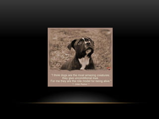 National dog day 2013