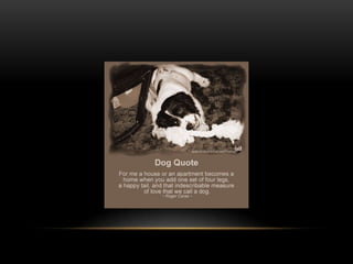 National dog day 2013