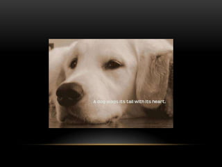 National dog day 2013