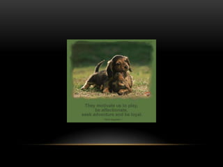 National dog day 2013