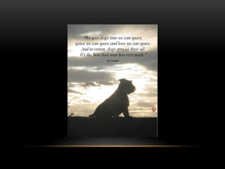 National dog day 2013