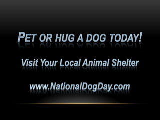 National dog day 2013