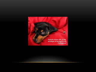 National dog day 2013