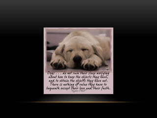 National dog day 2013