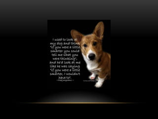 National dog day 2013