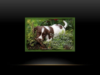 National dog day 2013