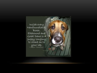 National dog day 2013