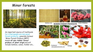 Minor forests
An important source of livelihoods
for tribal people are non-wood
forest products, generally termed
'Minor Forest Produce (MFP)'
means all non-timber forest
produce of plant origin and will
include bamboo, canes, fodder etc.,
 
