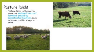 Pasture lands
• Pasture lands in the narrow
sense are enclosed tracts of
farmland, grazed by
domesticated livestock, such
as horses, cattle, sheep, or
swine
 