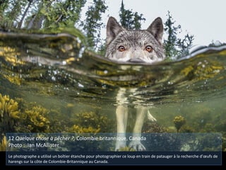 12 Quelque chose à pêcher ?, Colombie britannique, Canada
Photo : Ian McAllister
Le photographe a utilisé un boîtier étanche pour photographier ce loup en train de patauger à la recherche d’œufs de
harengs sur la côte de Colombie-Britannique au Canada.
 