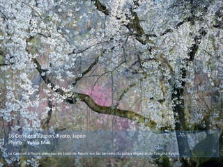 16 Cerisier du Japon, Kyoto, Japon
Photo : Yukio Miki
Le Cerisier à fleurs pleureur en train de fleurir sur les terrains du palais impérial de Tokyo à Kyoto.
 