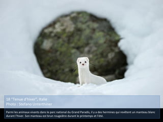 18 "Tenue d'hiver", Italie
Photo : Stefano Unterthiner
Parmi les animaux vivants dans le parc national du Grand Paradis, il y a des hermines qui revêtent un manteau blanc
durant l'hiver. Son manteau est brun rougeâtre durant le printemps et l'été.
 