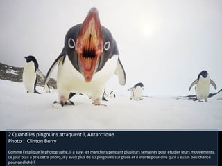 2 Quand les pingouins attaquent !, Antarctique
Photo : Clinton Berry
Comme l'explique le photographe, il a suivi les manchots pendant plusieurs semaines pour étudier leurs mouvements.
Le jour où il a pris cette photo, il y avait plus de 60 pingouins sur place et il insiste pour dire qu'il a eu un peu chance
pour ce cliché !
 