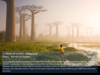 5 "Mères de la forêt", Madagascar
Photo : Marsel van Oosten
Le photographe explique que les baobabs présents sur cette photo ont 800 ans et sont localement appelés "mère de
la forêt". Ces derniers forment un micro-écosystème et permettent aux animaux et aux humains de vivre. "Ces vieux
baobabs creux sont une maison pour les serpents, les chauves-souris, les abeilles, et parfois même pour les êtres
humains. Plus important encore, l'arbre est une source importante d'eau, il peut stocker jusqu'à 4000 litres d'eau dans
son tronc".
 