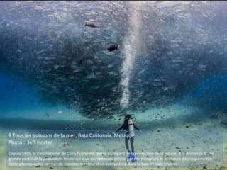 9 Tous les poissons de la mer, Baja California, Mexique
Photo : Jeff Hester
Depuis 1995, le Parc national de Cabo Pulmo est classé au regard de la protection de la nature, à la demande d’une
grande partie de la population locale qui a vu ses richesses pillées par des plongeurs et pêcheurs peu respectueux.
Cette photographie permet de montrer le retour d'un écosystème dans la baie de Cabo Pulmo
 