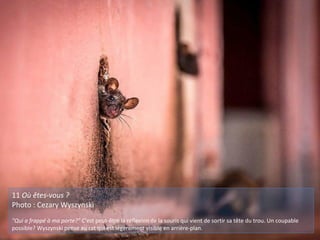 11 Où êtes-vous ?
Photo : Cezary Wyszynski
"Qui a frappé à ma porte?" C'est peut-être la réflexion de la souris qui vient de sortir sa tête du trou. Un coupable
possible? Wyszynski pense au rat qui est légèrement visible en arrière-plan.
 