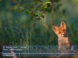 15 "Bonjour, l'ami …", Estonie
Photo : Kalmer Lehepuu
Un renardeau émergeant de sa tanière dans le sud de l'Estonie semble étonné par la présence du photographe et de
son appareil photo.
 