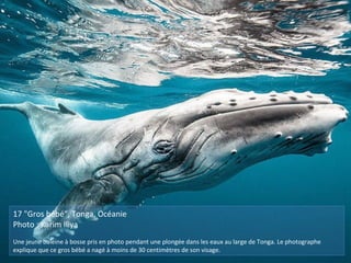 17 "Gros bébé", Tonga, Océanie
Photo : Karim Iliya
Une jeune baleine à bosse pris en photo pendant une plongée dans les eaux au large de Tonga. Le photographe
explique que ce gros bébé a nagé à moins de 30 centimètres de son visage.
 