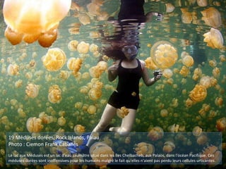 19 Méduses dorées, Rock Islands, Palau
Photo : Ciemon Frank Caballes
Le lac aux Méduses est un lac d'eau saumâtre situé dans les îles Chelbacheb, aux Palaos, dans l'océan Pacifique. Ces
méduses dorées sont inoffensives pour les humains malgré le fait qu'elles n'aient pas perdu leurs cellules urticantes.
 