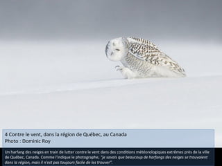 4 Contre le vent, dans la région de Québec, au Canada
Photo : Dominic Roy
Un harfang des neiges en train de lutter contre le vent dans des conditions météorologiques extrêmes près de la ville
de Québec, Canada. Comme l'indique le photographe, "je savais que beaucoup de harfangs des neiges se trouvaient
dans la région, mais il n'est pas toujours facile de les trouver".
 