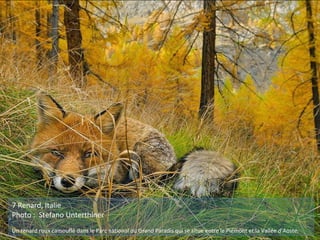 7 Renard, Italie
Photo : Stefano Unterthiner
Un renard roux camouflé dans le Parc national du Grand Paradis qui se situe entre le Piémont et la Vallée d'Aoste.
 
