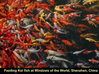 Feeding Koi fish at Windows of the World, Shenzhen, China
 