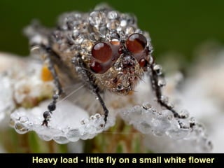 Heavy load - little fly on a small white flower
 