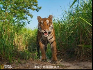 幸存下来的印度老虎  