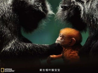 新生银叶猴宝宝 